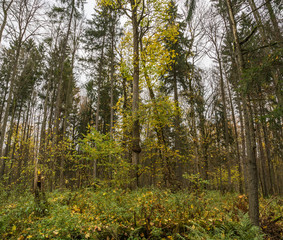Białowieża-Urwald im Herbst