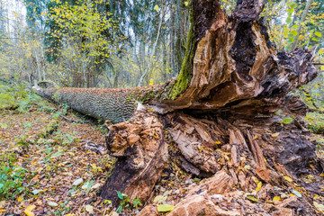 Białowieża-Urwald im Herbst