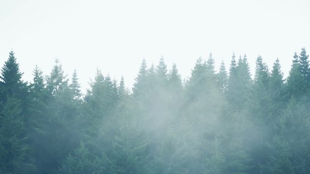 Mist Moving Over Row Of Trees