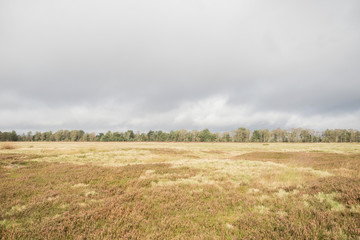 Fototapeta premium Beautiful moor landscape in the lueneburger heide