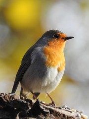 Beautiful robin
