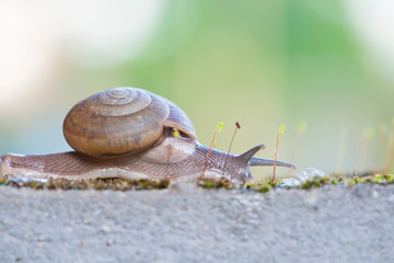 Snail on wall
