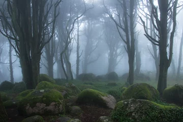 Fotobehang Mysterious dark old forest with fog in the Sintra mountains in Portugal © nvphoto