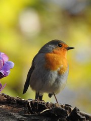 Beautiful robin