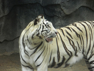 white tiger, albino looks aside