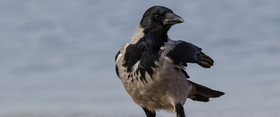 DUN CROW - Wild bird on a sea beach