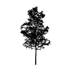 Black tree silhouette on white background. Vector illustration.