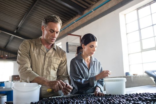 Workers checking a harvested olives in factory - Powered by Adobe