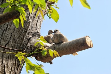 Pretty birds are on the branch...