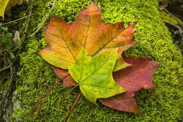 Colorful maple leaves