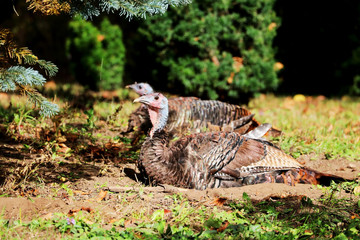 Wildlife nature background. Sun lighted wild turkey sitting on a ground in a forest. Turkey bird - symbol of Thanksgiving holiday in the United States. Wild nature of Midwest USA, Wisconsin.