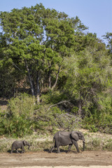 Naklejka na ściany i meble African bush elephant in Kruger National park, South Africa