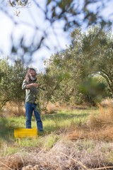 Man pruning olive tree in farm