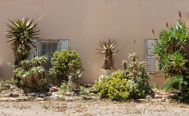 Succulent garden against a wall