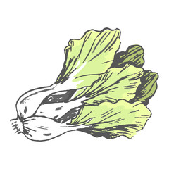 Romaine Lettuce Close up Graphic Illustration