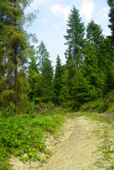 road in forest