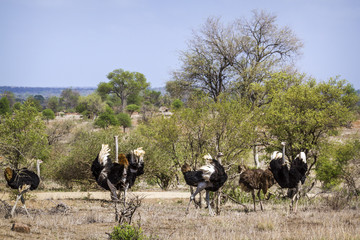 African Ostrich in Kruger National park, South Africa