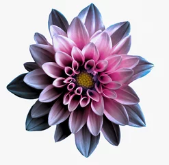 Foto auf Acrylglas Surreal dark chrome violet and pink flower dahlia macro isolated on white © boxerx