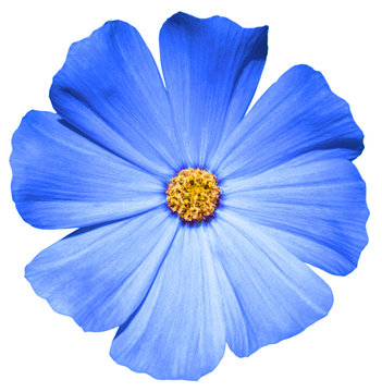 Fototapeta Blue flower Primula isolated on white
