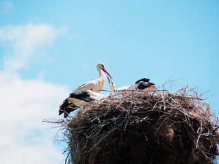 Stork Feeding Its Children In Nest