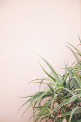 Aloe on a rose background