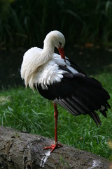 Storch -