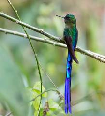 Hummingbird