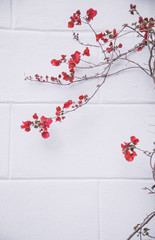 Red flowers on white wall