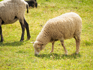 Fototapeta premium Young Sheep Grazing On Farm