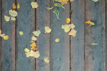 fallen leaves on wooden background