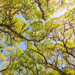 Canopy of old live oak trees draped in spanish moss.