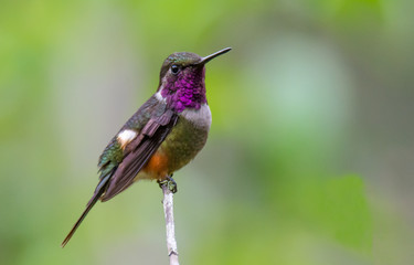 Fototapeta na wymiar Hummingbird