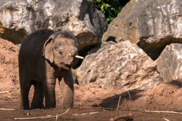 CHESTER, ENGLAND, UNITED KINGDOM - MAY 01 2017: Baby Asian Elephant (Elephas maximus) Nayan plays...