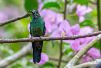 Hummingbird