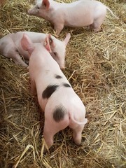 piglet / piglets