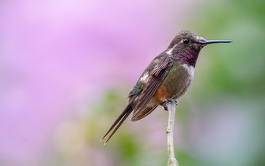 Hummingbird