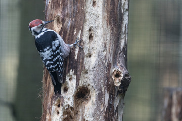 White-backed woodpecker