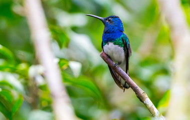 Hummingbird