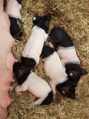 piglet / piglets