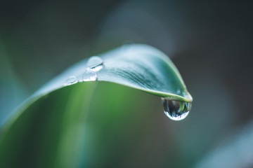Green leaf with a waterdrops on it