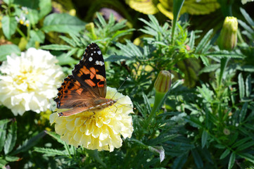 Butterfly in the garden