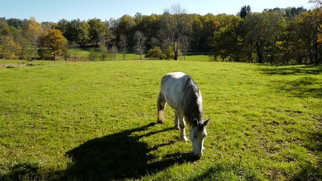 cheval dans un pr&eacute;