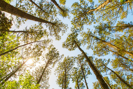 Looking up at tall pine trees against blue sky.