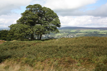 Obraz premium Ilkley in August