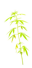 Cannabis leaf isolated on white background