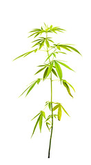 Naklejka premium Cannabis leaf isolated on white background