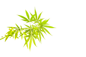 Cannabis leaf isolated on white background
