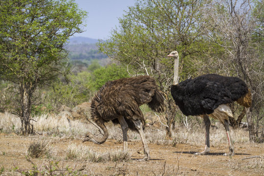 African Ostrich in Kruger National park, South Africa
