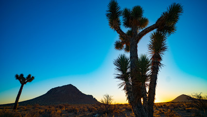 Desert Joshua Tree Sunrise
