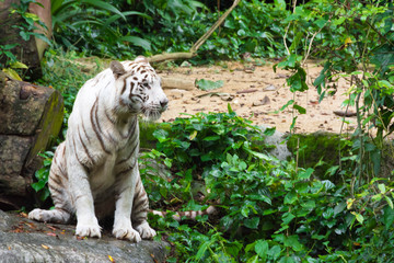 White tiger while looking for something to eat